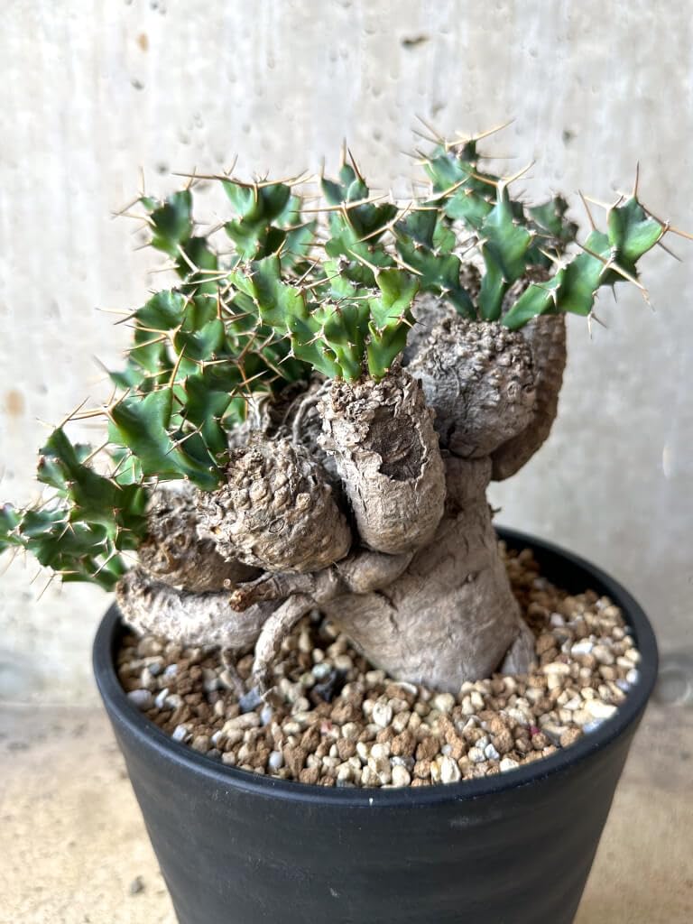 u*f様 ユーフォルビア　クラビゲラ　現地球　Euphorbia clavige Amazon｜【現品限り】ユーフォルビア・クラビゲラ 現地株 発根