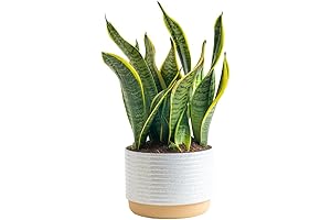 Costa Farms Snake, Sansevieria Live Indoor Plant for Low Light