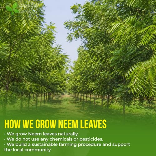 Image of FreshDrinkUS, Premium 33 Neem Leaf Tea Bags, 100% Natural and Pure from Neem Leaves. Herbal Tea. No Sugar, No Caffeine, No Gluten, Vegan.