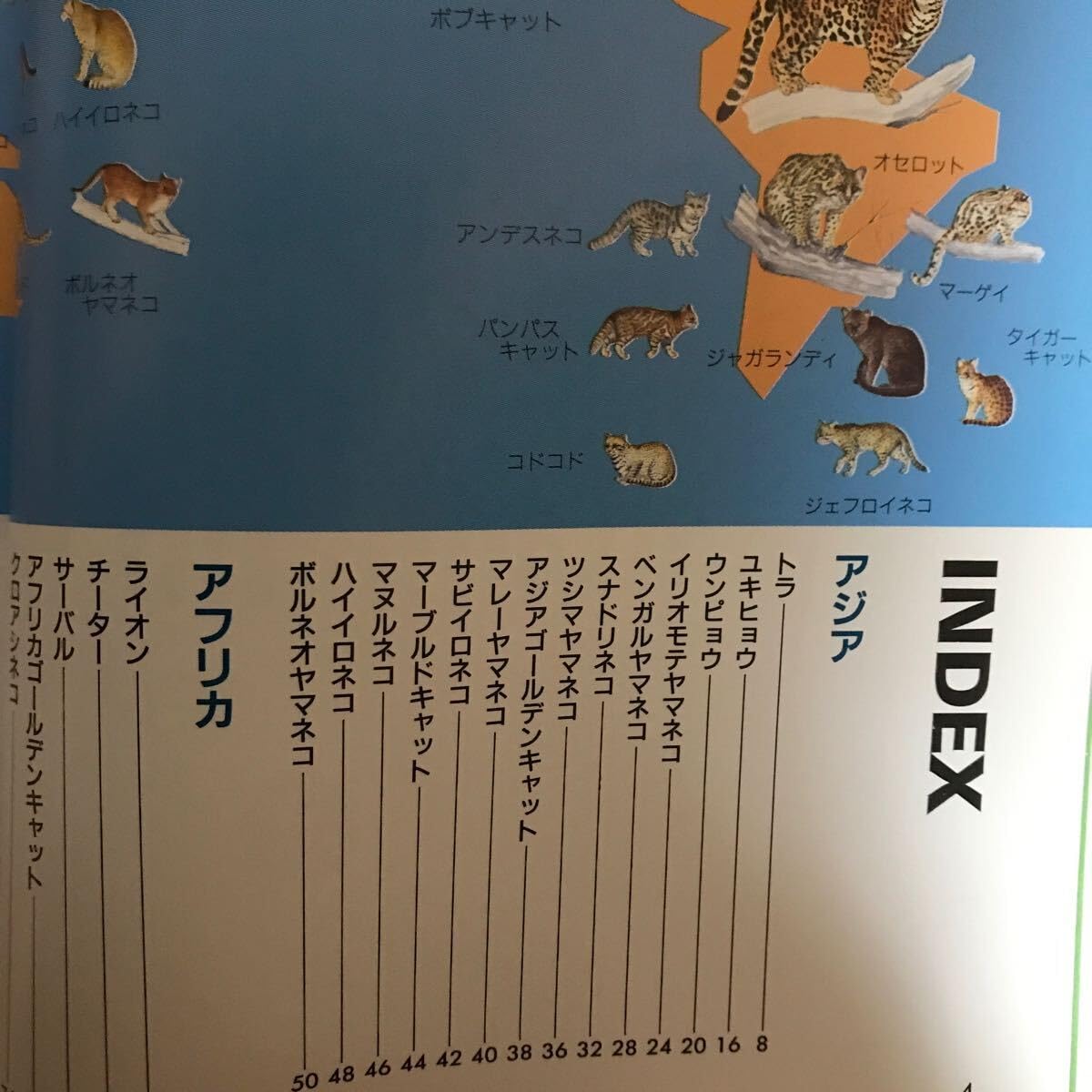 Amazon.co.jp: 57a-1y00 野生ネコの百科 改訂版 (動物百科