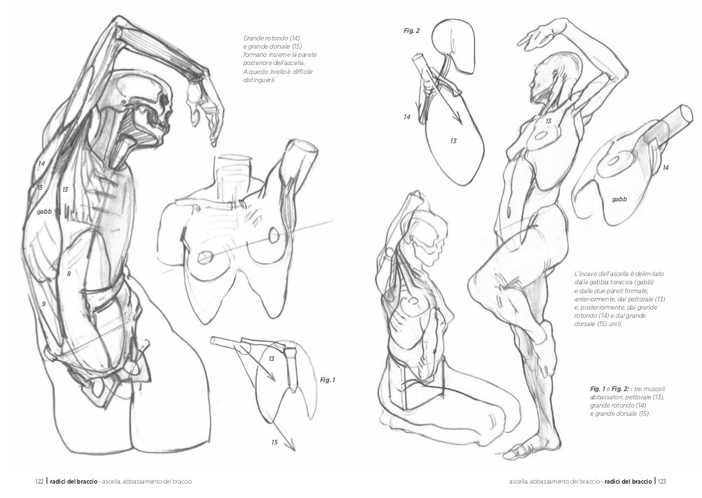 Anatomia artistica Carnet di morfologia