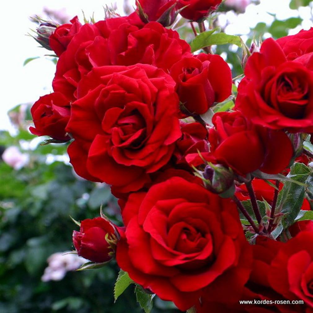 2 x Rose - Rosa 'Amadeus' Topf 25-30 cm - Die robuste Kletterrose mit blutroten Blüten und gesundem Laub
