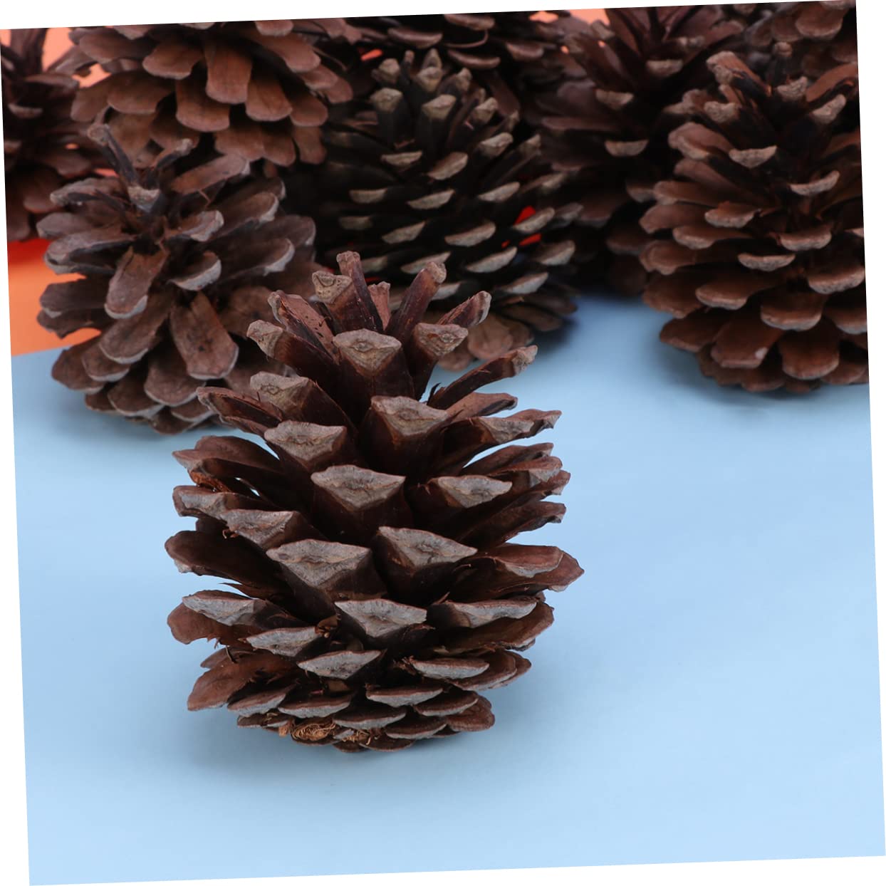 Natürliche Kiefernzapfen 6-8cm, 50 Stück für Weihnachtsdeko | Pine Cones, Wiederverwendbar, Winter und Garten Deko, Festliche Stimmung, für Feier und Arrangement