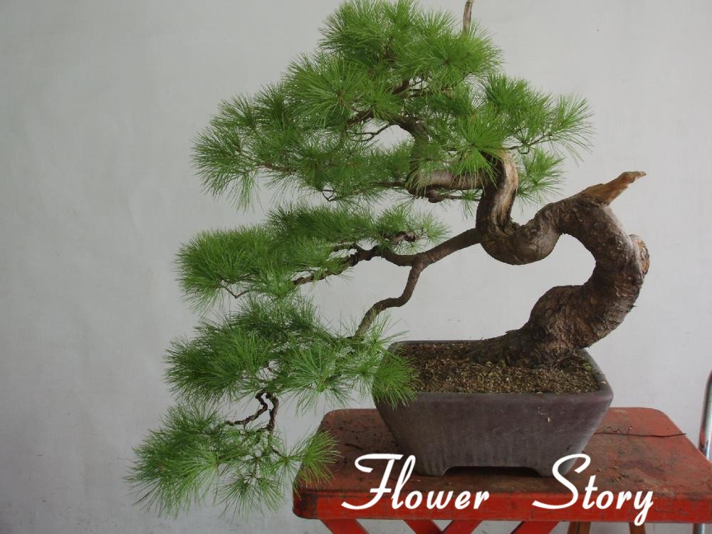 Pino Thunbergii Giapponese Bonsai | Esemplari unici su FLOB