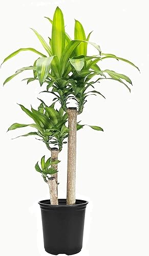Miniatura 1 de Dracaena Fragrans - Planta de vivo, planta de maíz, árbol de follaje de calidad florista de interior