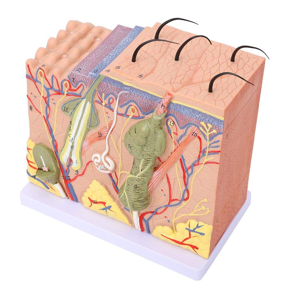Modello allargato della pelle 50 volte ingrandito tridimensionale anatomico della pelle umana anatomia biologia strumenti didattici scienza forniture di laboratorio