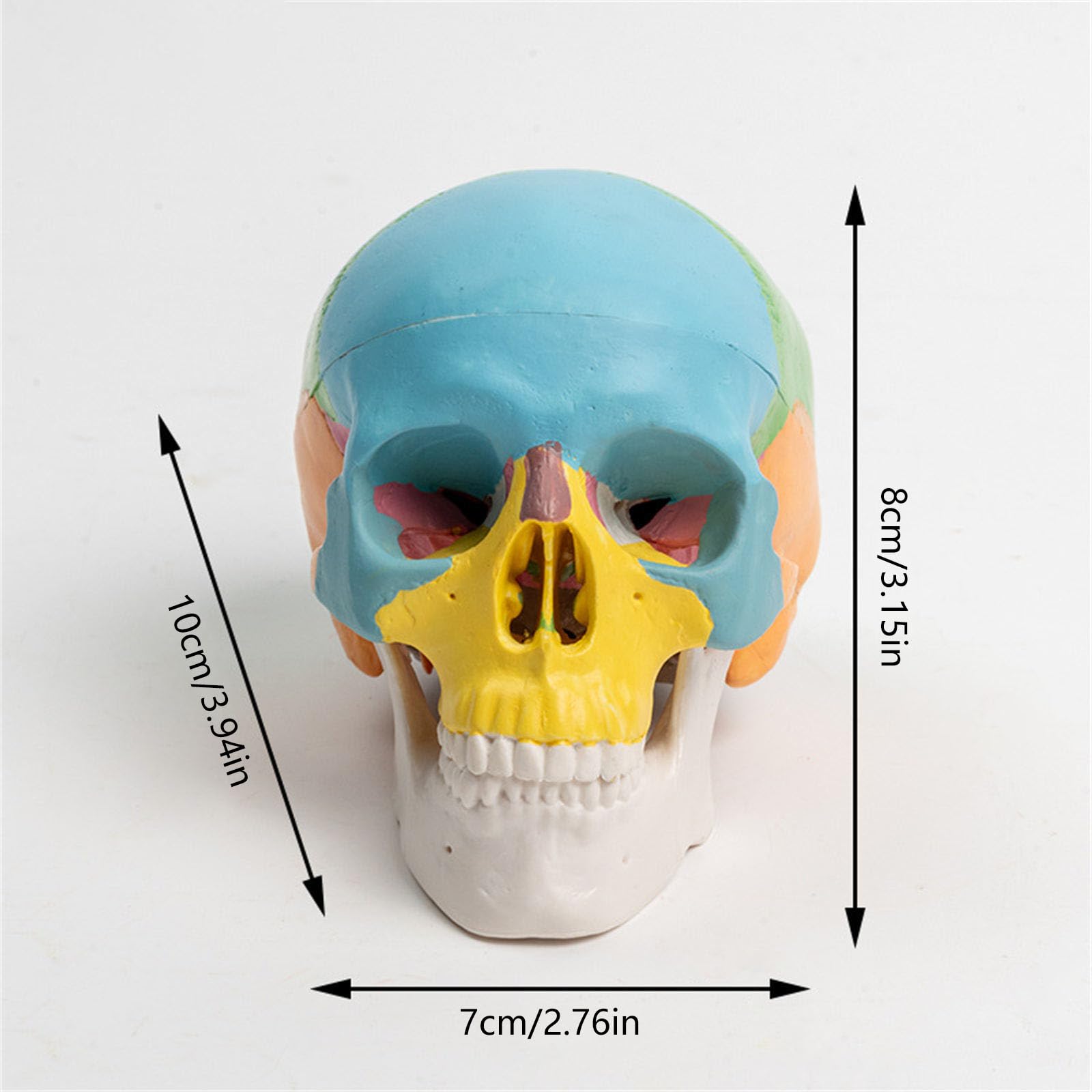 Odłączany, 4D, demontowany, kolorowy model czaszki anatomicznej, narzędzie do nauki anatomii, miniaturowe narzędzie do nauki anatomii narządów ludzkich, anatomiczna czaszka