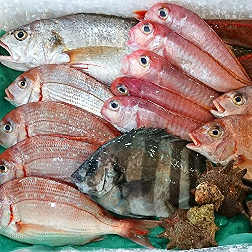 魚水島 厳選 日本海の鮮魚セット「海におまかせ・大漁箱」