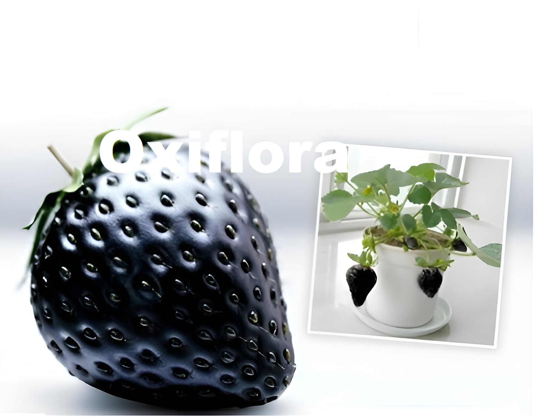 Oxiflora New Variety Combo 2 Black Strawberry fruit"Grafted hybrid - Live Super Yielding Early Fruting in Pot for Home Garden (B0CRF45HNB) Amazon Price History, Amazon Price Tracker