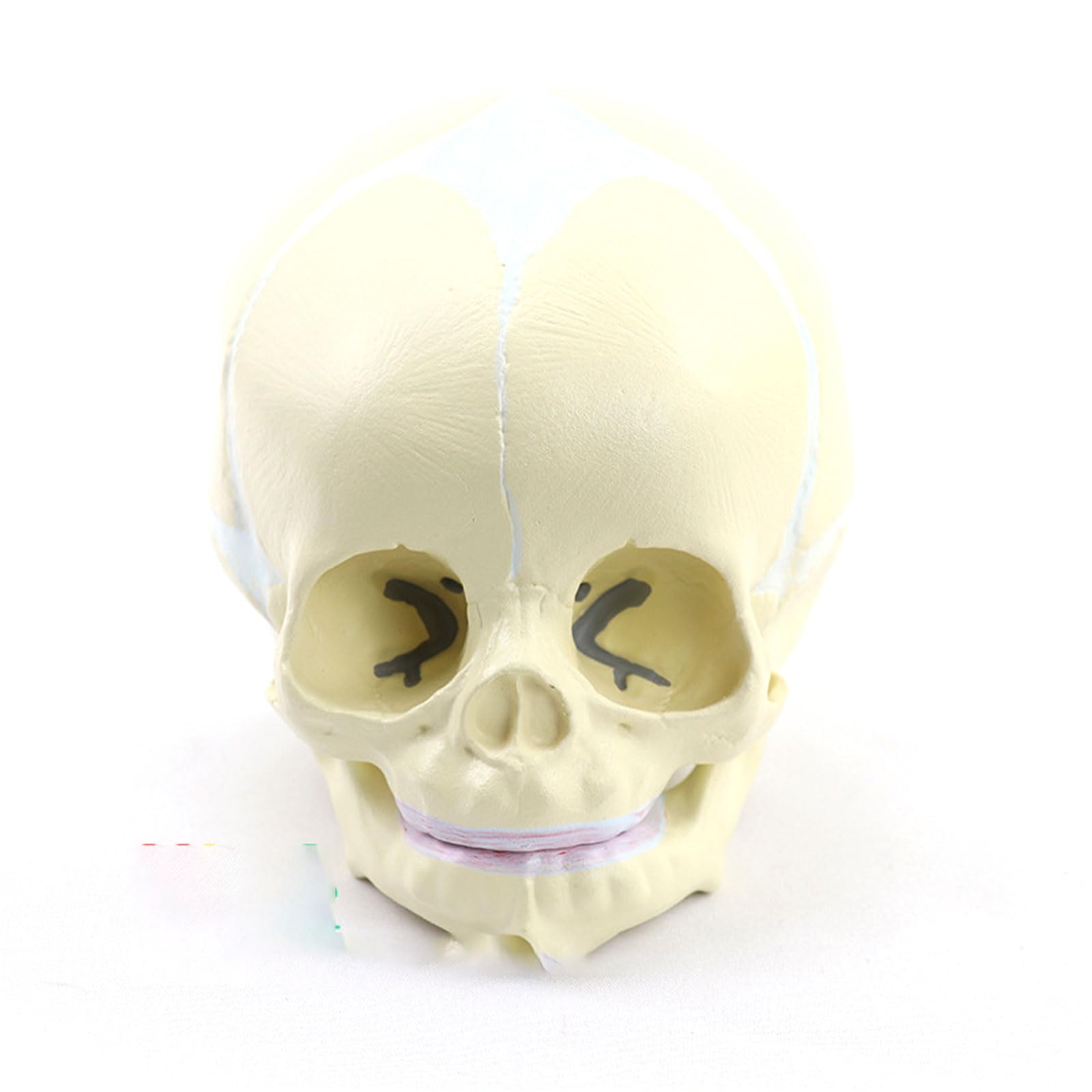 1: 1 Ludzki płod Dziecko Czaszka Medyczna Anatomiczny szkielet Model Nauki medyczne Materiały dydaktyczne Sprzęt edukacyjny