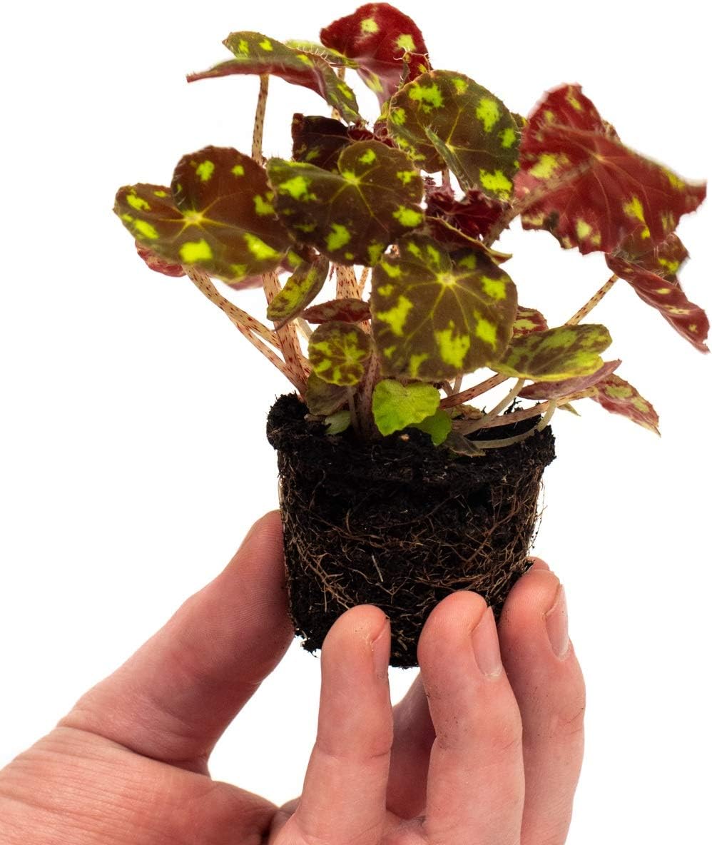 Begonia Rex Boweri