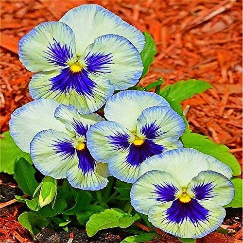 Beautiful Seed Flower African Violet Seeds for Garden Seeds Flowers
