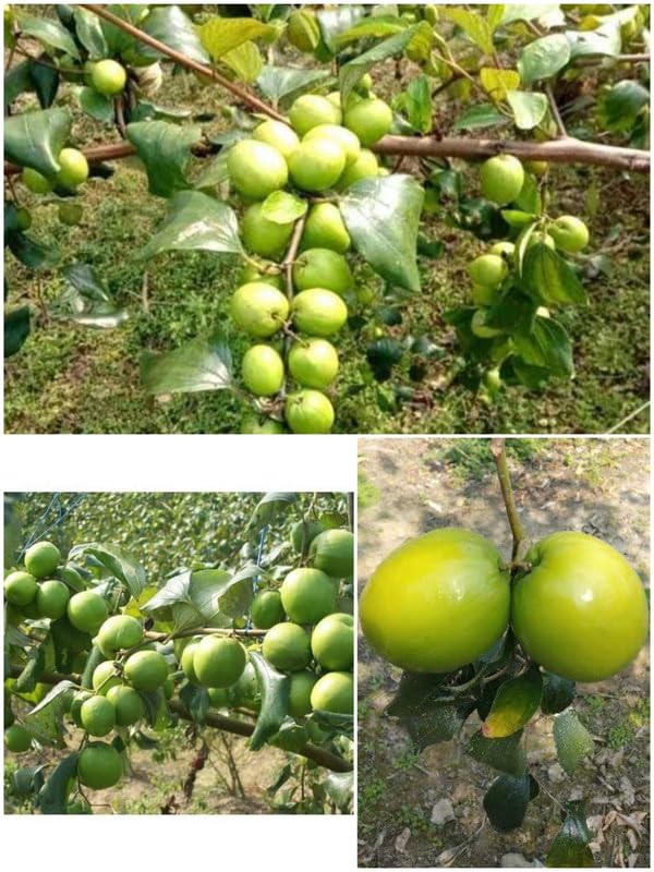 Ber Plant Sweet Thailand Red Apple Ber/Kul, Kool Tree Plant Most popular Home/Roof Garden Fruit Tree. (B0CHP54C9S) Amazon Price History, Amazon Price Tracker