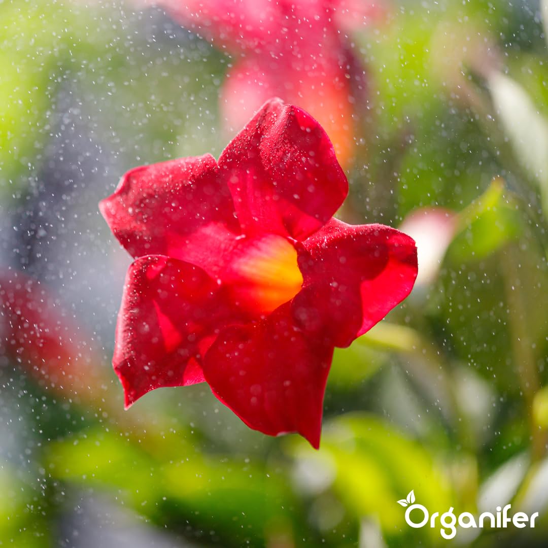 Concime liquido organico 1L per Dipladénia – fioritura splendida e crescita sana – Organifer