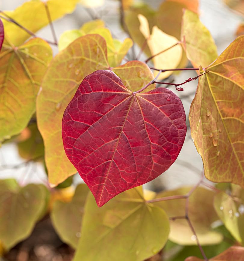 Kanadischer Judasbaum Eternal Flame 80-100cm - Cercis canadensis - lebende Gartenpflanze aus den Baumschulen