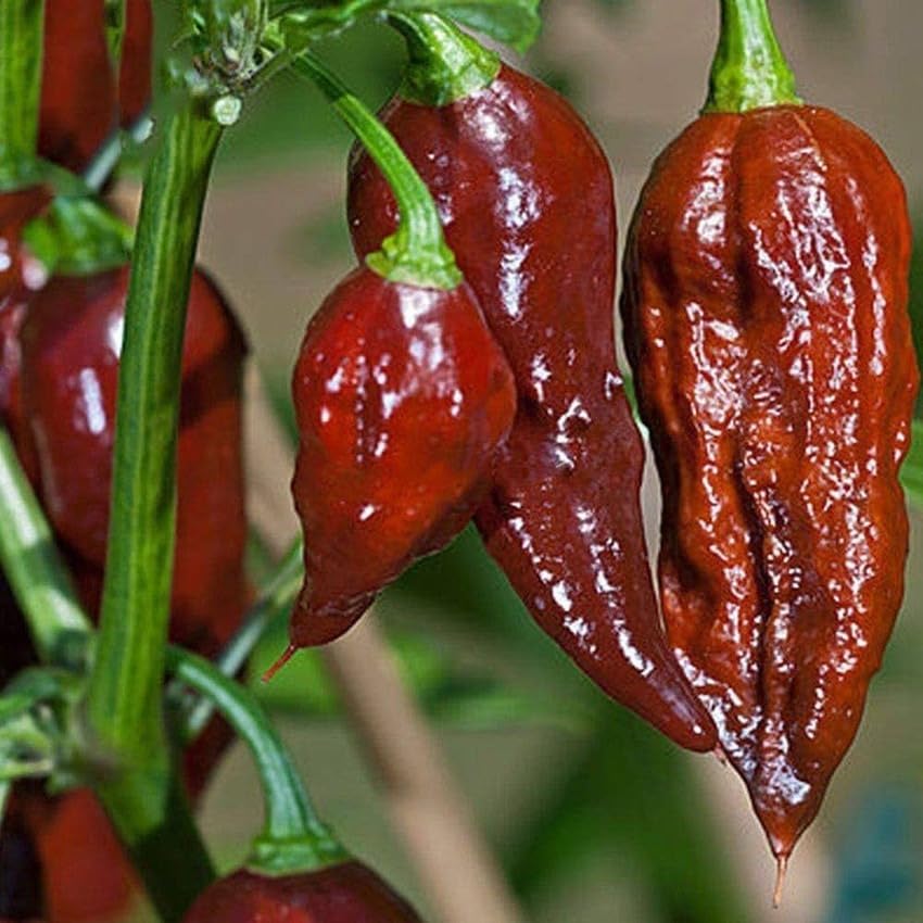 Hybrid NAGA Chilli Ghost Pepper World Hottest Chilli Seeds (100% GERMINATION RATE) PACK OF 12-image-38