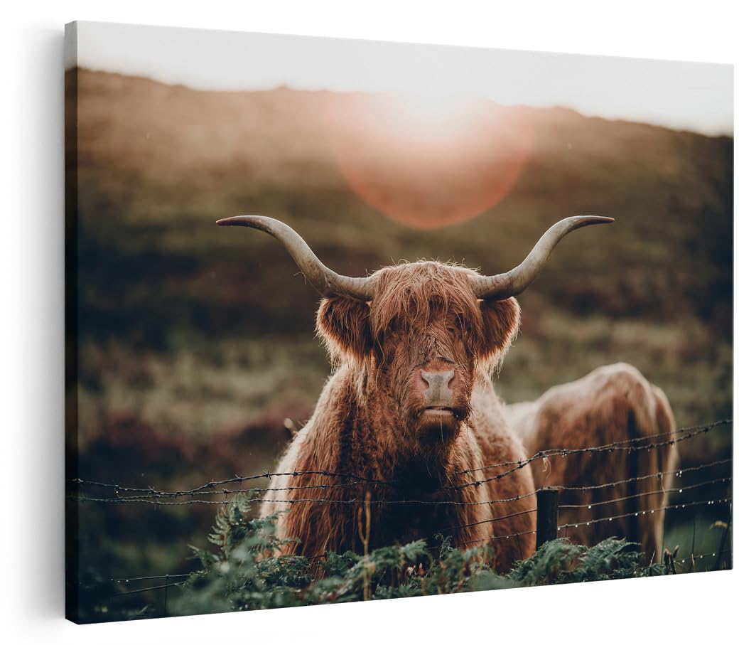 Artaza Cuadros Decoración Salón Modernos Vaca Highland - 120x80 cm - Grande - Cuadros Animales - Lienzo Animales - Decoración Pared - Cuadros Decorativos