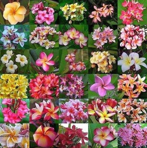 Amazon.com : Plumeria Rubra Seeds 50+ SEEDS G71 FRANGIPANI