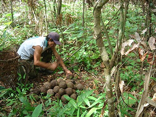 Naturkost Schulz - BIO Paranusskerne / BIO Paranüsse, Wildwuchs aus den Amazonas Gebieten - SPARPACK (1000g)