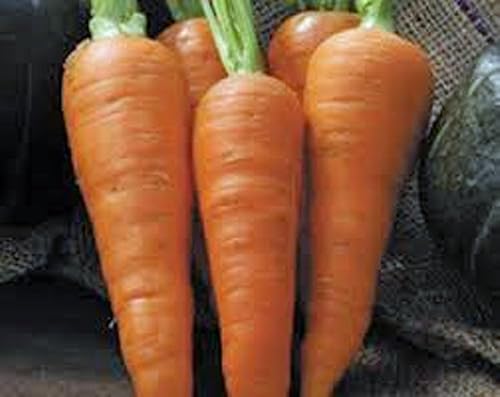 Zanahorias-Danvers Medio Largo.- 200+ Semillas- Country Creek LLC disponible en Yaxa Colombia