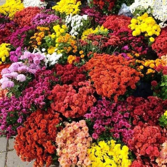 Chrysanthemum flower seeds all colours (Pack of 15) : Amazon.in: Garden ...