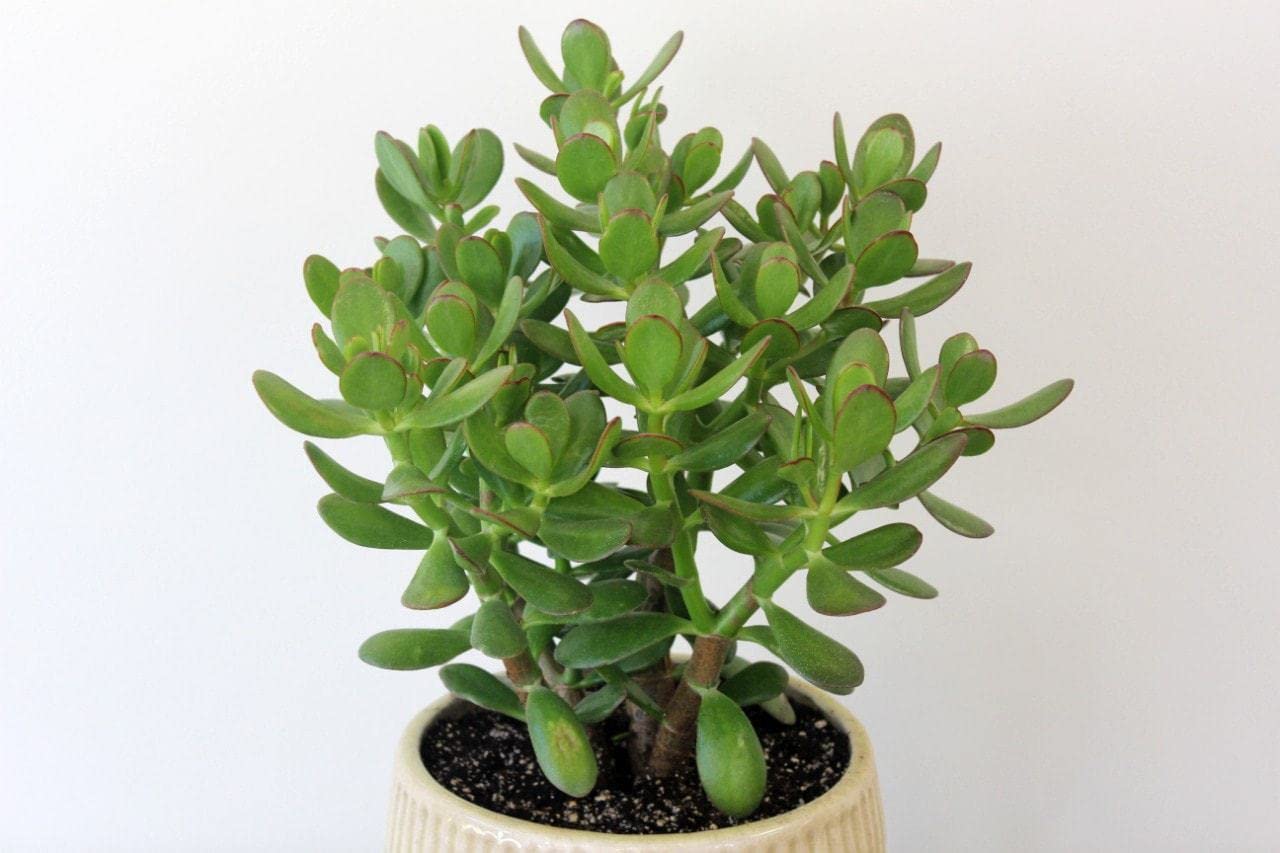 SeeGreen Good Luck Jade Plant Crassula Ovata Live Indoor Plants Without Pot (Pack of 1)" (B0D14BMNJF) Amazon Price History, Amazon Price Tracker