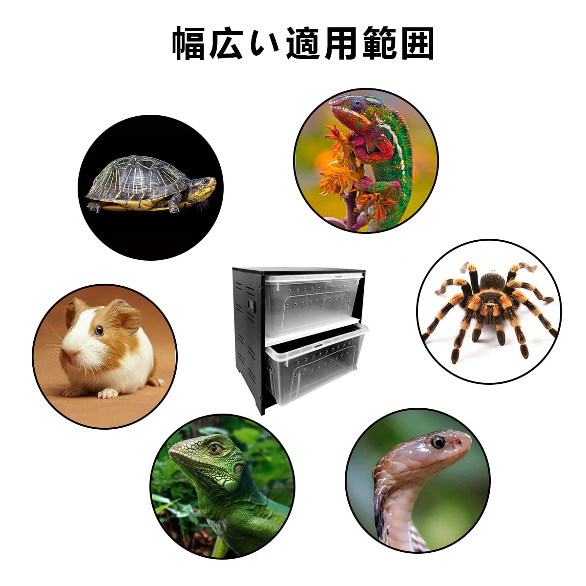 Amazon | Karubi 爬虫類・両生類用飼育ケース 爬虫類飼育ボックス 飼育 