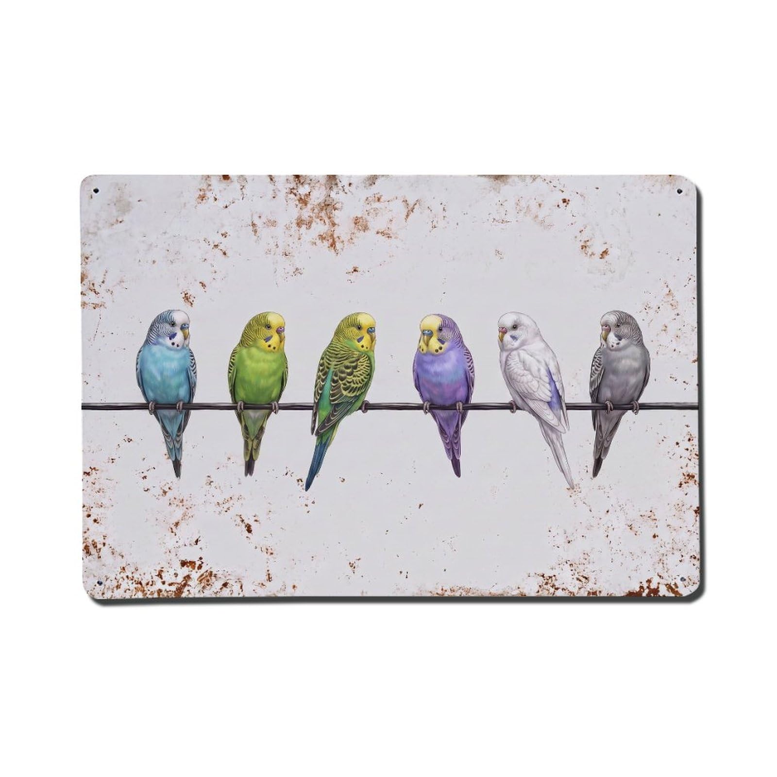 Vintage Retro Birds Budgerigar Metal Tin Sign