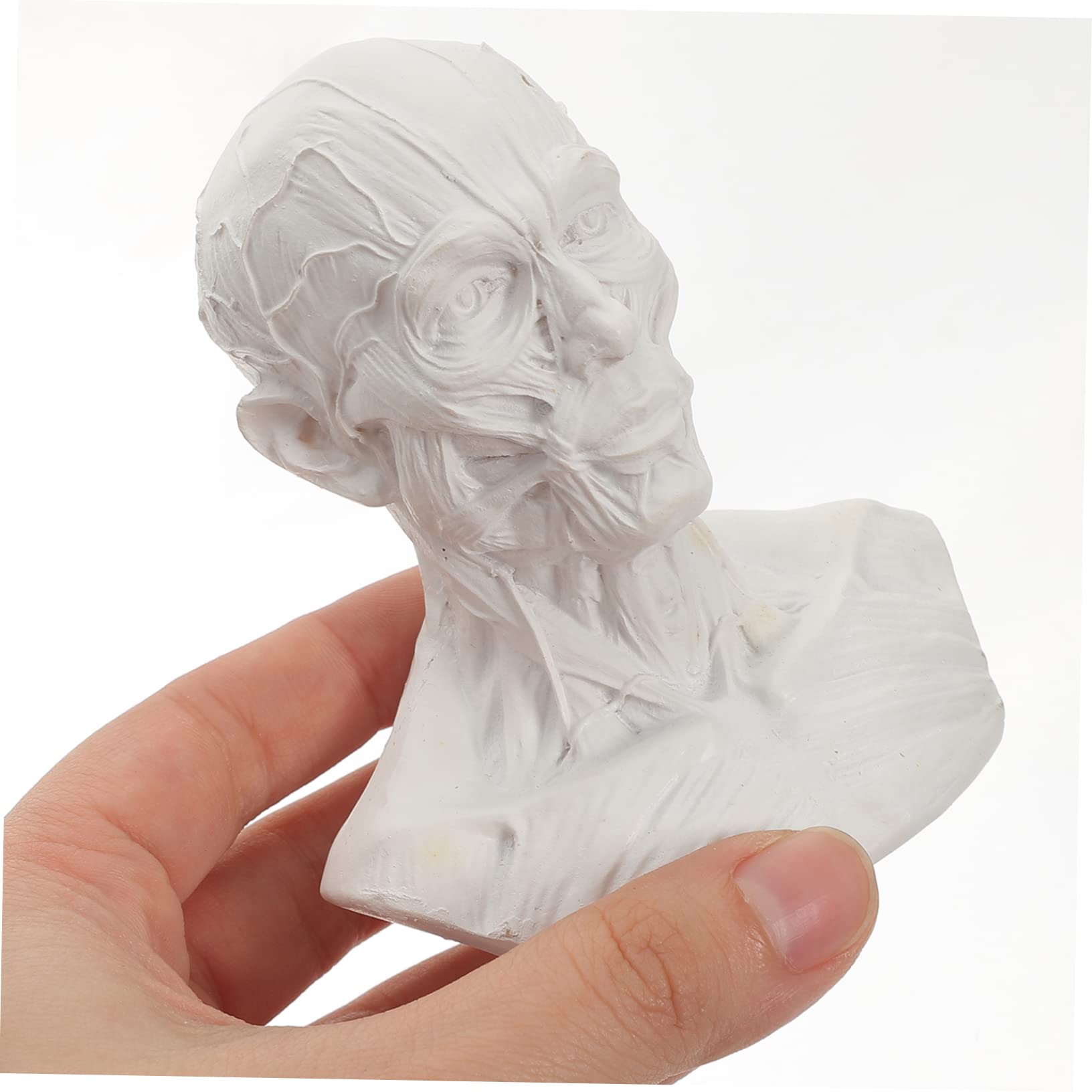 Cabilock 4 Piezas Bosquejo Estatua Modelo Óseo De Los Músculos De La Cabeza Estatuilla del Músculo De La Cabeza del Cráneo Modelo Humano Estatua del Músculo De La Cabeza del Cráneo Resina