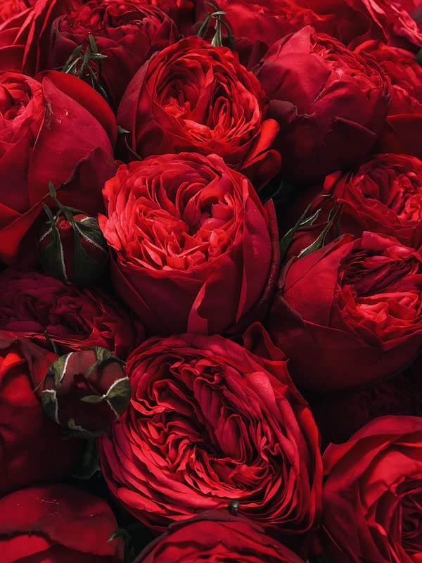 Radha Krishna Agriculture® Imported Peonies/Peony Flower Bulbs For Outdoor/Indoor Gardening (Pack Of 1 Dark Red Bulb)-image-23