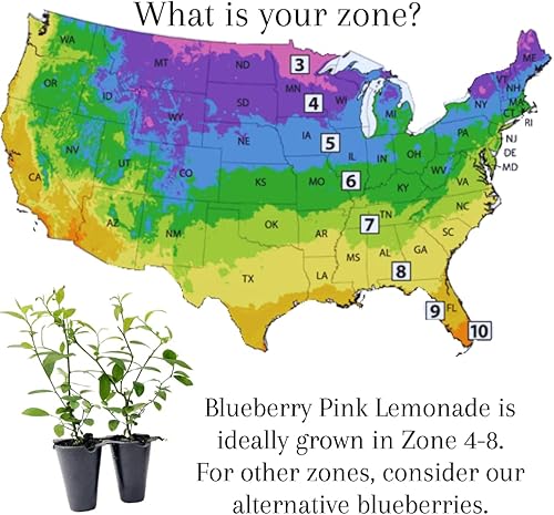 Miniatura 4 de Blueberry Plant Pink Lemonade Live a la venta (paquete de 4)  Plantas fáciles de cultivar  Planta frutal comestible para una vida sostenible