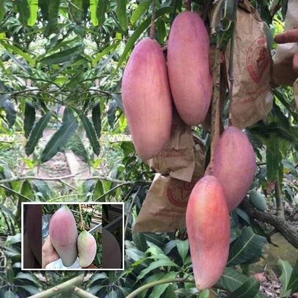 See full amazon price history chart for Cloud Farm Thai All Time Sweet Mango Plant-Grafted Healthy Outdoor Plant CF_272 Cloud Farm Thai All Time Sweet Mango Plant-Grafted Healthy Outdoor Plant CF_272 (B0BDXMVJXK) Amazon Price History, Amazon Price Tracker