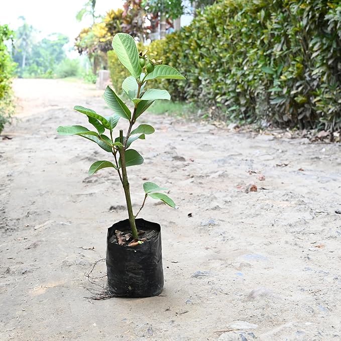 Image of Guava Plant Hybrid Air Layering, 1 Plant (Guava(Kohir Safeda),CF SG47