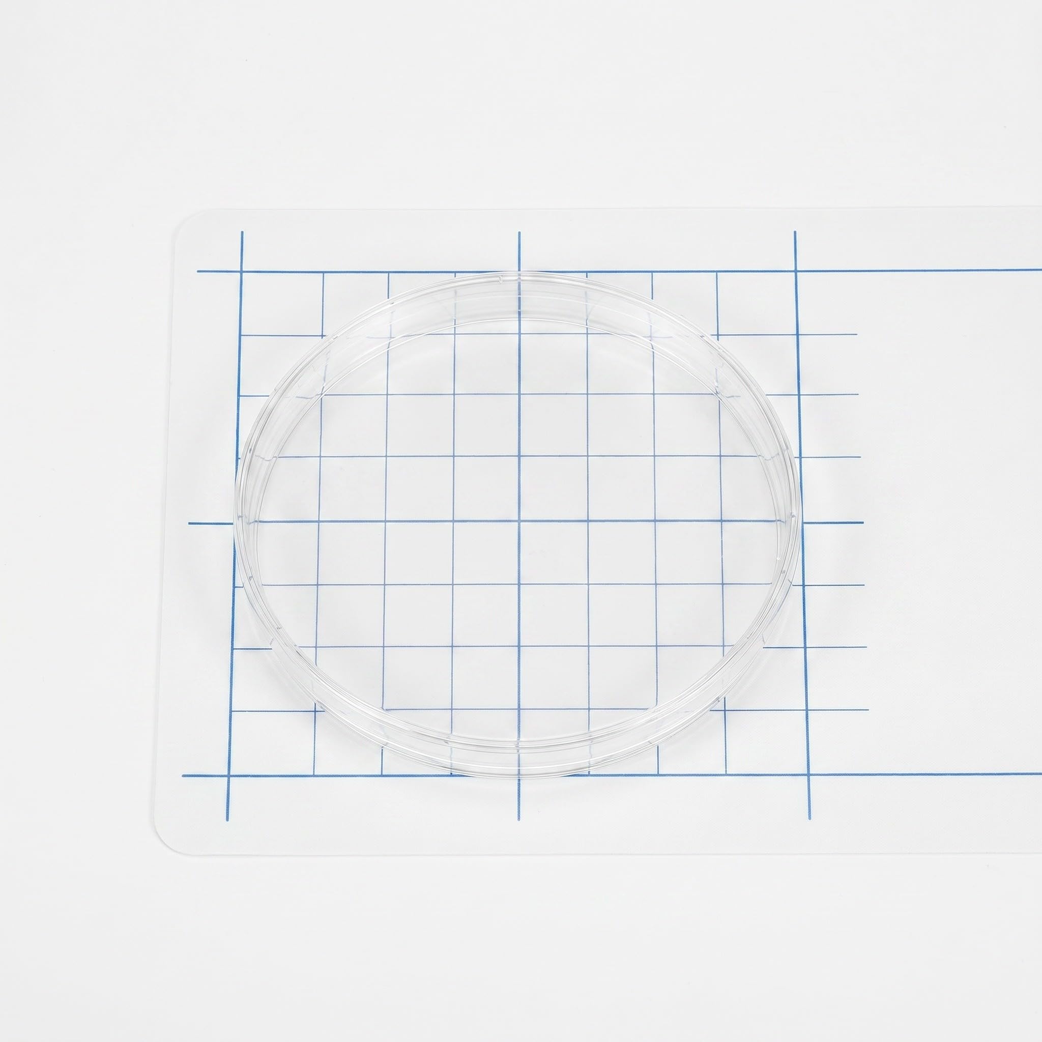 Kisangel Set di 20 piastre di Petri trasparenti con coperchio, 150 mm, in plastica, ideali per osservazioni microbiologiche e esperimenti scientifici in classe.