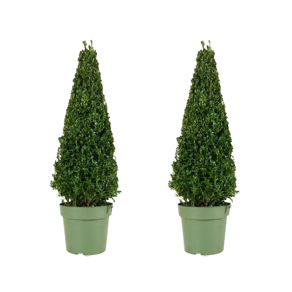 Bloomique - Juego de 2 - Ilex crenata 'Jenny' Pirámide - Acebo japonés - Gaulteria - Resistente - Planta de balcón - 70-90 cm de alto - Maceta de 21 cm