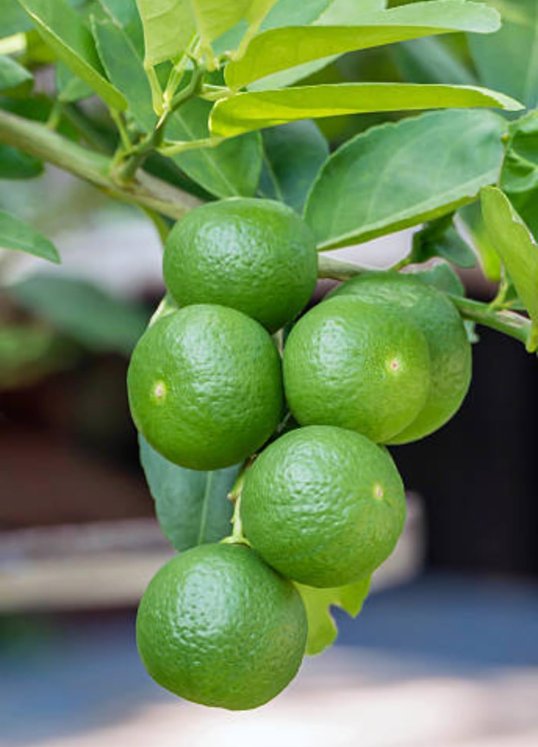 Cloud Farm Seedless Lemon Plant Dwarf Special Variety All Season Hybrid Gandharaj Nimbu/Nimboo Plant One Healthy Live Grafted Pati Nimboo plant Hight 2 feet,CF_L03 - Image 5 thumbnail