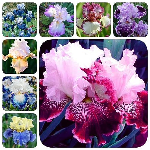 8 piezas bulbos de iris - plantas de iris - prado de flores, plantas perennes perennes resistentes (iris tectorum) decoración salón, pequeños regalos flores de jardín, plantas resistentes