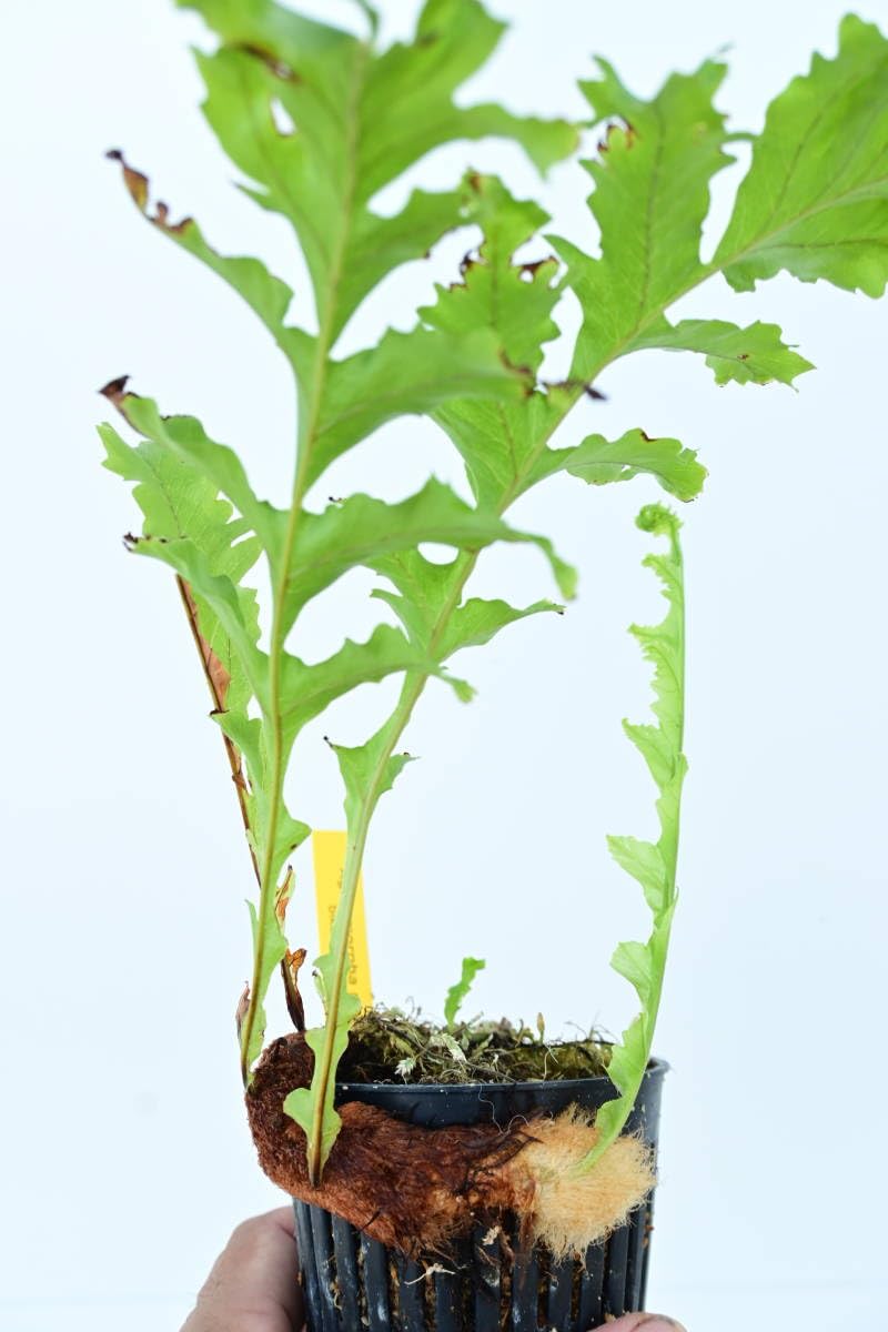 Amazon.co.jp: Aglaomorpha meyeniana var.crested④ @bikamori.com