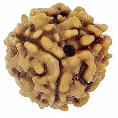 3 Mukhi Rudraksha