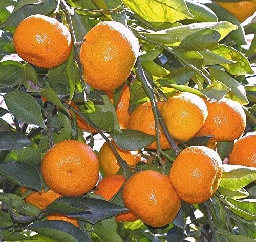 Image of Nagpur Mandarin Orange All Time Variety Grafted Fruit Hybrid Plants CF004927