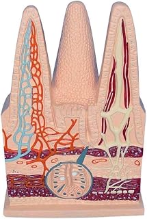 Intestinal Villi Magnification Model, Human Digestive System Small Intestine Villus Model, Human Three Dimensional Model of Intestinal Villus, for Medical Study Teaching Demonstration. ﻿