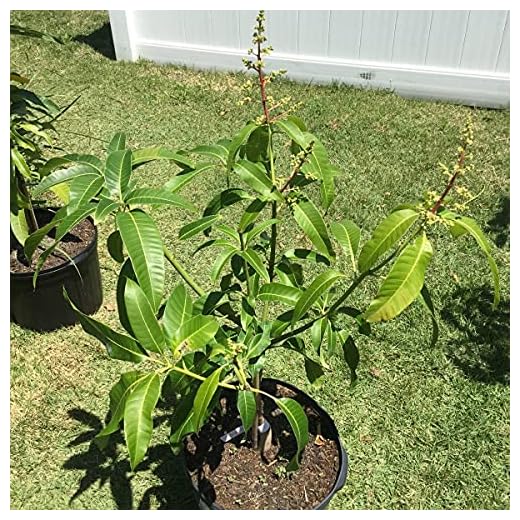 Mango Tree - Live Fruit Tree in a 3 Gallon Pot - Mangifera Indica 'Coconut Cream' - Tropical Edible Fruit Bearing Tree
