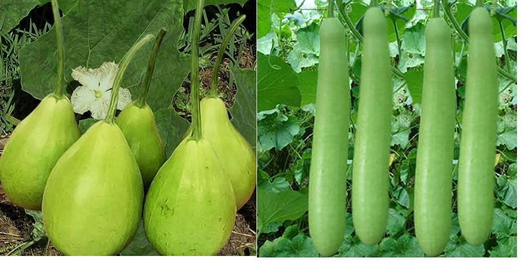 Round & Long Bottle Gourd Seed Combo - Pack of 20 Seeds Each | Total 40 Seeds | Ideal for Terrace & Kitchen Gardens | Organic Vegetable Seeds in Loose Packing (B0DFPFTKFT) Amazon Price History, Amazon Price Tracker