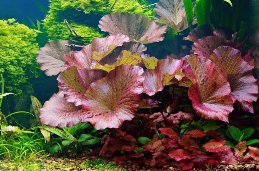 Aquatic live plants- Red lily bulb big pack of 1 (B0CJFY9CXX) Amazon Price History, Amazon Price Tracker