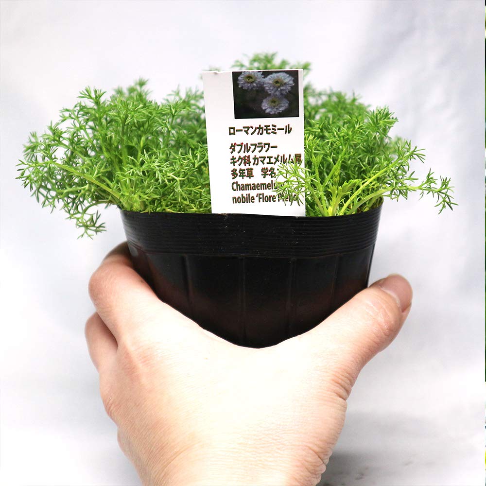 Amazon.co.jp: ITANSE 「ローマンカモミールダブルフラワー