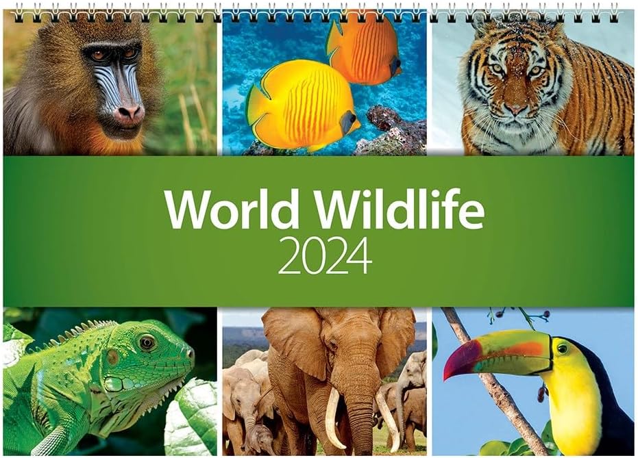 2024 World Wildlife Wall Calendar CL06 Amazon.co.uk Stationery