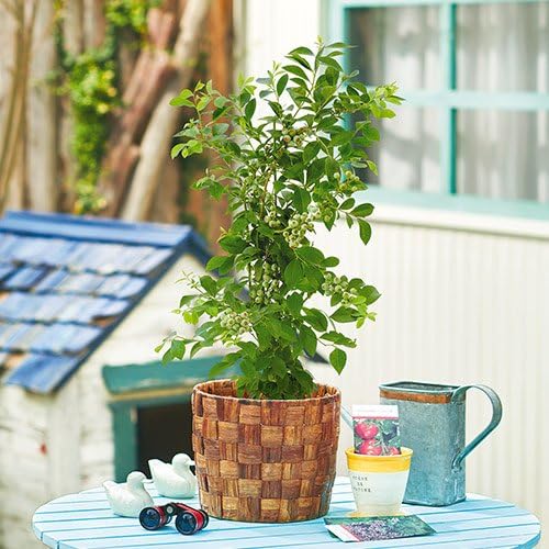 Amazon 父の日 フラワーギフト 果樹 ブルーベリー 日比谷花壇 観葉植物 オンライン通販