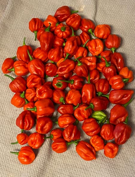 25 Authentic Highborne Cay, Bahamian scotch bonnet pepper seeds (B0BGDSGH4Y) Amazon Price History, Amazon Price Tracker
