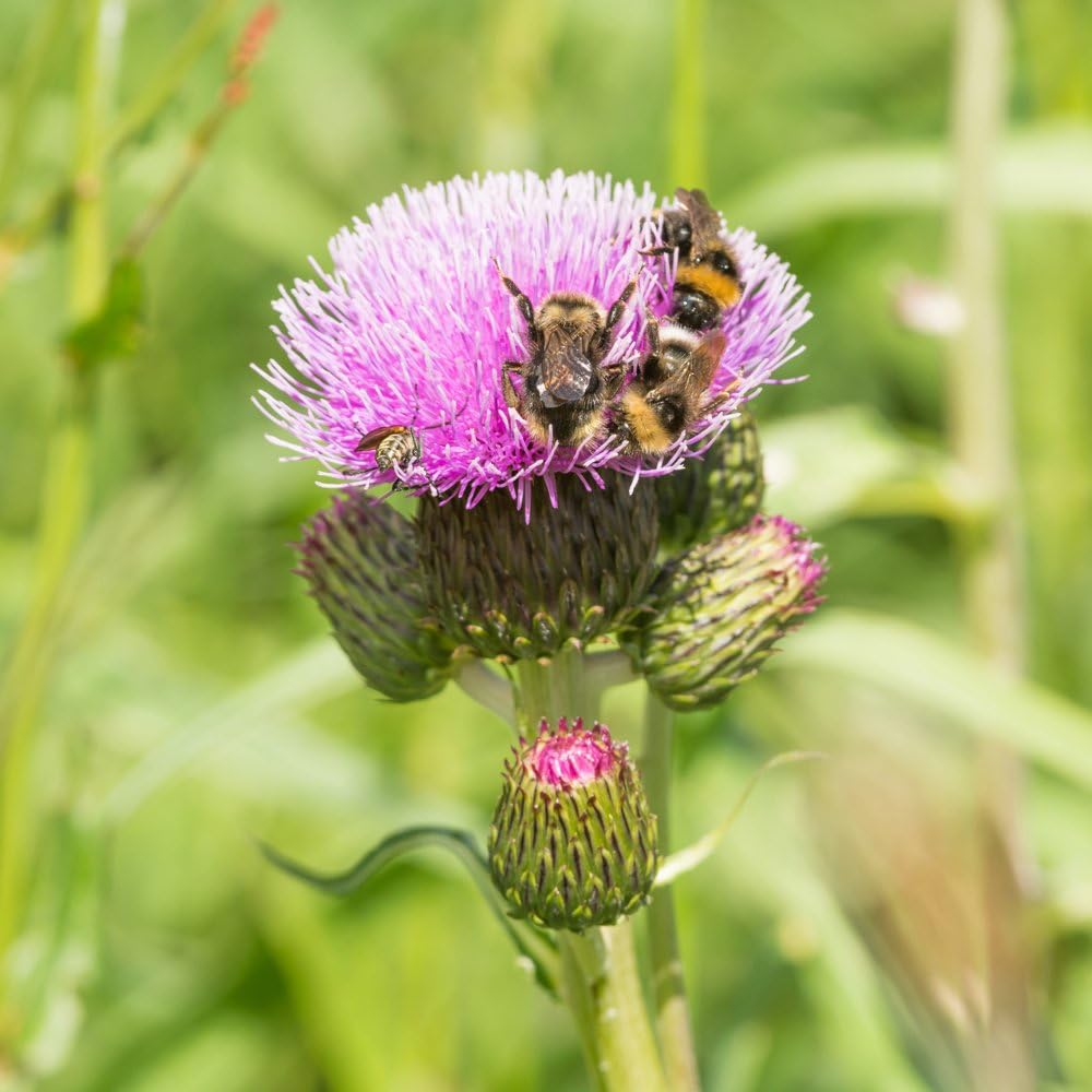 Herb Seeds Scottish Thistle 50 Seeds Amazon.co.uk Garden