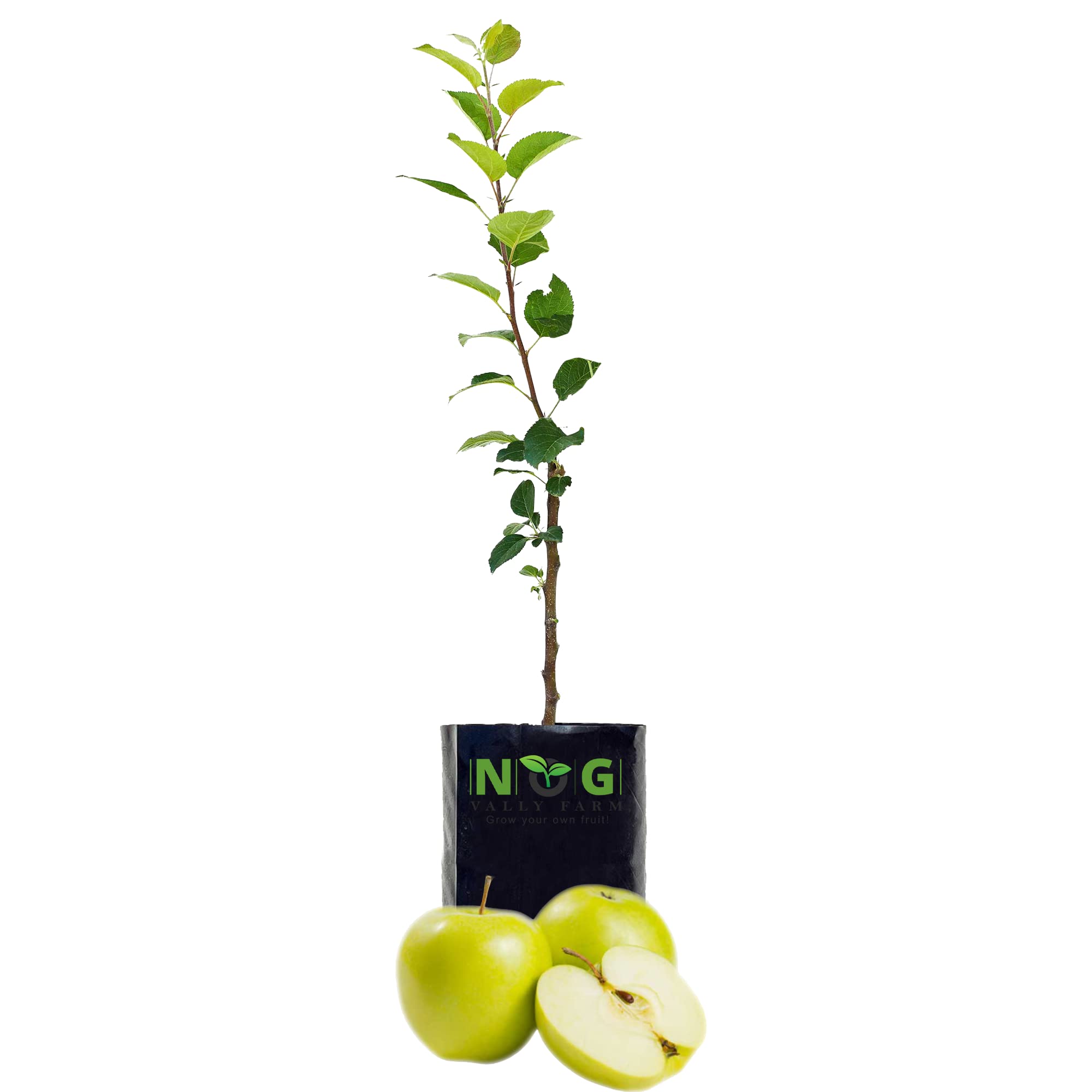NOG VALLY FARM | Organic Apple Seeds for Planting – Non-GMO Heirloom Seeds, High Germination Rate, Perfect for Home Gardening & Backyard Orchards, Easy to Grow | (B09CMMD1BQ) Amazon Price History, Amazon Price Tracker